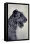 Airedale Terrier, Seitenprofil Mit Halskette-null-Framed Stretched Canvas