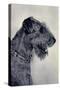 Airedale Terrier, Seitenprofil Mit Halskette-null-Stretched Canvas