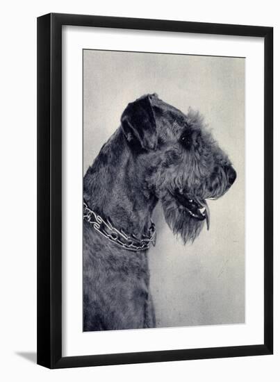 Airedale Terrier, Seitenprofil Mit Halskette-null-Framed Giclee Print