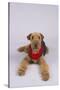 Airedale Terrier Wearing a Read Bandanna-DLILLC-Stretched Canvas