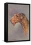 Airedale Terrier-null-Framed Stretched Canvas