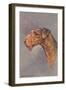 Airedale Terrier-null-Framed Art Print