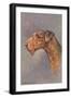 Airedale Terrier-null-Framed Art Print