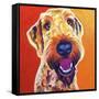 Airedoodle - Hank-Dawgart-Framed Stretched Canvas