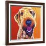 Airedoodle - Hank-Dawgart-Framed Giclee Print