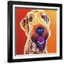 Airedoodle - Hank-Dawgart-Framed Giclee Print