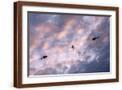 Brown Frame