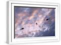 White Frame