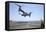 Airman Directs the Take-Off an MV-22 Osprey-null-Framed Stretched Canvas