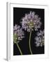 Airy Alliums-Assaf Frank-Framed Giclee Print