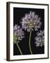 Airy Alliums-Assaf Frank-Framed Giclee Print