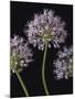 Airy Alliums-Assaf Frank-Mounted Giclee Print