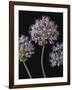 Airy Alliums-Assaf Frank-Framed Giclee Print