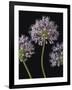 Airy Alliums-Assaf Frank-Framed Giclee Print