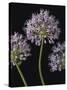 Airy Alliums-Assaf Frank-Stretched Canvas