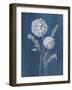 Airy Blooms II Dark Blue-Danhui Nai-Framed Art Print