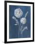 Airy Blooms II Dark Blue-Danhui Nai-Framed Art Print