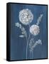 Airy Blooms II Dark Blue-Danhui Nai-Framed Stretched Canvas