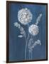 Airy Blooms II Dark Blue-Danhui Nai-Framed Art Print