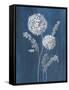 Airy Blooms II Dark Blue-Danhui Nai-Framed Stretched Canvas