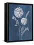Airy Blooms II Dark Blue-Danhui Nai-Framed Stretched Canvas