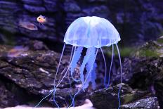 Jellyfish-Aizhong Wang-Mounted Photographic Print