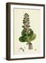 Ajuga Pyramidalis Pyramidal Bugle-null-Framed Giclee Print