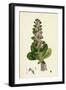 Ajuga Pyramidalis Pyramidal Bugle-null-Framed Giclee Print