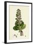 Ajuga Pyramidalis Pyramidal Bugle-null-Framed Giclee Print