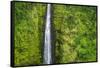 Akaka Falls, Akaka Falls State Park, Hamakua Coast, Big Island, Hawaii, USA-Russ Bishop-Framed Stretched Canvas