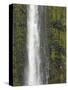 Akaka Falls, Hamakua Coast, Hawaii, USA-Savanah Stewart-Stretched Canvas