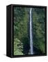 Akaka Falls-Danny Lehman-Framed Stretched Canvas