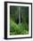 Akaka Falls-Joseph Sohm-Framed Photographic Print