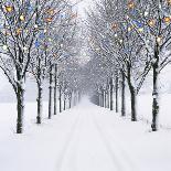 Small-Leaved Lime Trees with Chistmas Lights-Ake Lindau and Douglas Napier-Framed Stretched Canvas