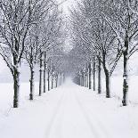 Small-Leaved Lime Trees in Snow-Ake Lindau-Photographic Print