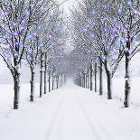 Small-Leaved Lime Trees in Snow-Ake Lindau-Framed Stretched Canvas