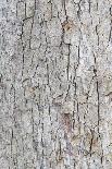 Tree Bark Texture and Background-akekoksombigstock-Photographic Print