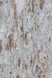 Tree Bark Texture and Background-akekoksombigstock-Photographic Print