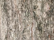Tree Bark Texture and Background-akekoksombigstock-Photographic Print