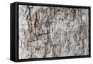 Framed Canvas