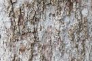 Laminate