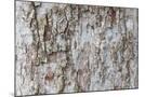 Wood Mount