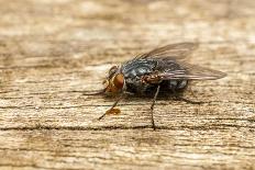 A Macro Photo of a Blue-Bottle Blow Fly-Akil Rolle-Rowan-Stretched Canvas