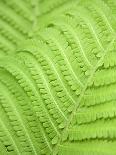 Fern leaf, close up, full frame-Akira-Stretched Canvas