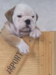 Bulldog in Wooden Box-Akira Matoba-Photographic Print