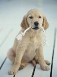 Golden Retriever with Rope in Mouth-Akira Matoba-Laminated Photographic Print