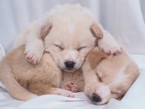 Studio Shot of Two Puppies Sleeping-Akira Matoba-Photographic Print