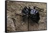 Akis Bacarozzo (Darkling Beetle)-Paul Starosta-Framed Stretched Canvas