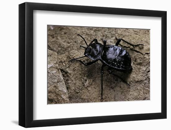 Akis Bacarozzo (Darkling Beetle)-Paul Starosta-Framed Photographic Print