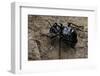 Akis Bacarozzo (Darkling Beetle)-Paul Starosta-Framed Photographic Print